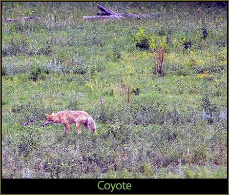 The Coyote