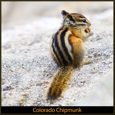 Colorado Chipmunk