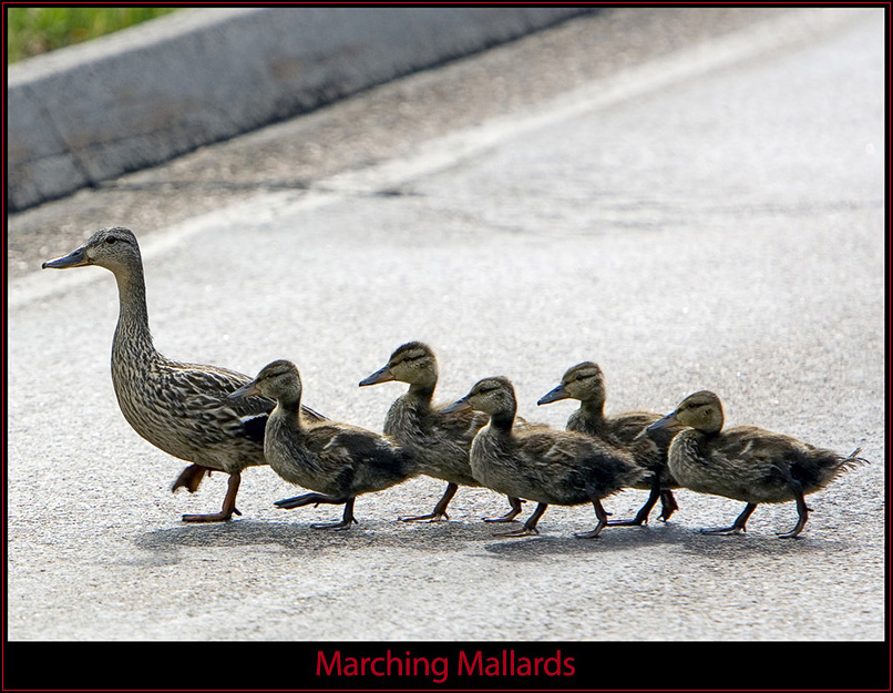 The Mallards