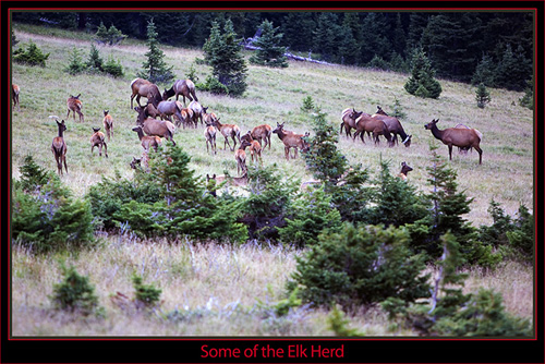 Elk Group