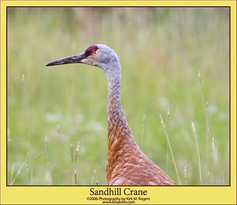 Sandhill Crane Close-up