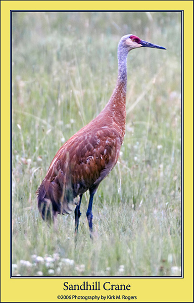 One of the Beautiful Sandhill Cranes