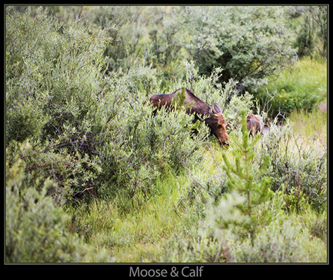 Moose & Calf