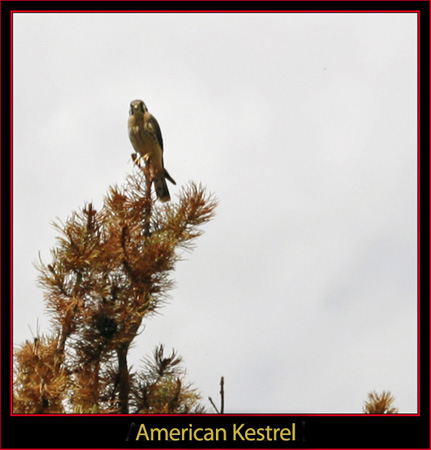 Perched Kestrel