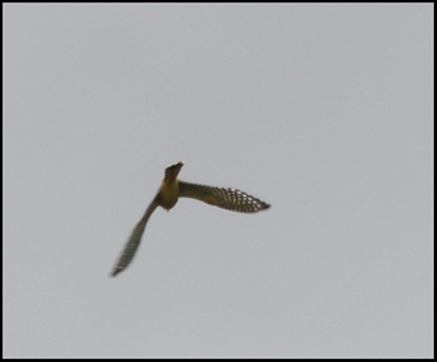 The Kestrel in Flight