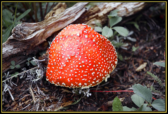 Mountain Mushroom