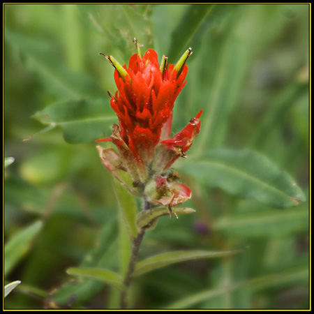 Mountain Bloom