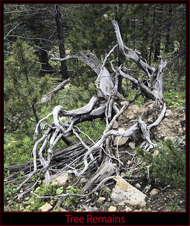 Deadwood Along the Trail