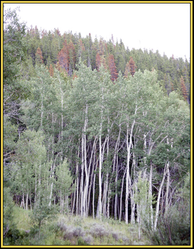 The Infamous Aspens