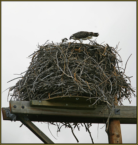 The Large Osprey Nest