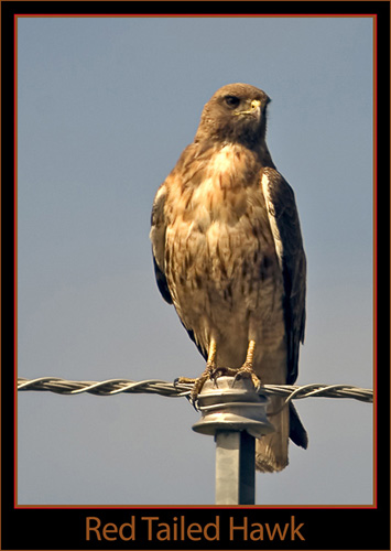 A Beautiful Red Tail