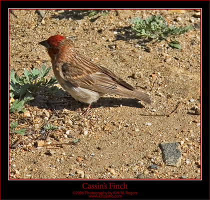 Roadside Finch