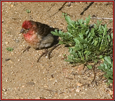 Cassin's Finch