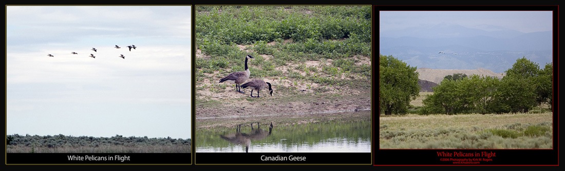 More Birds on the Tour