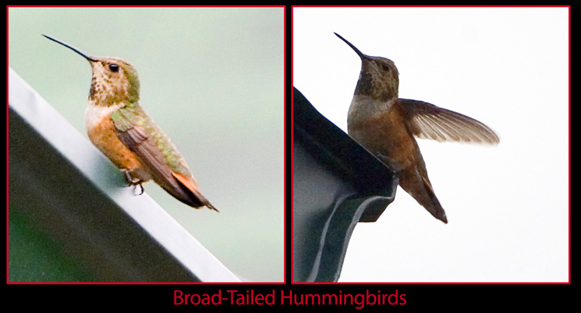 Colorado Hummingbirds