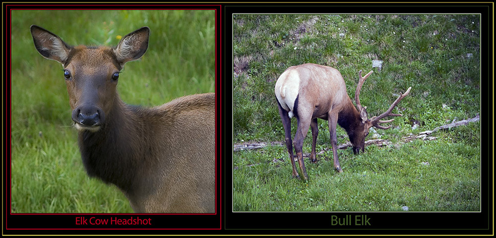 Cow & Bull Elk