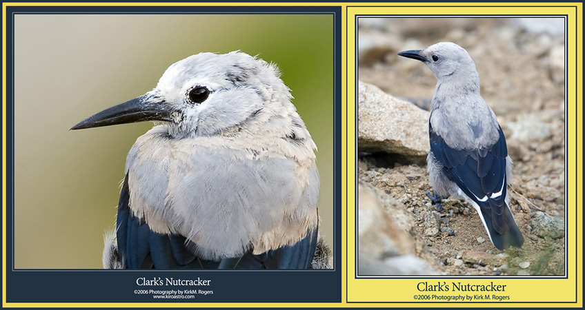 Clark's Nutcrackers at the Scenic Stop