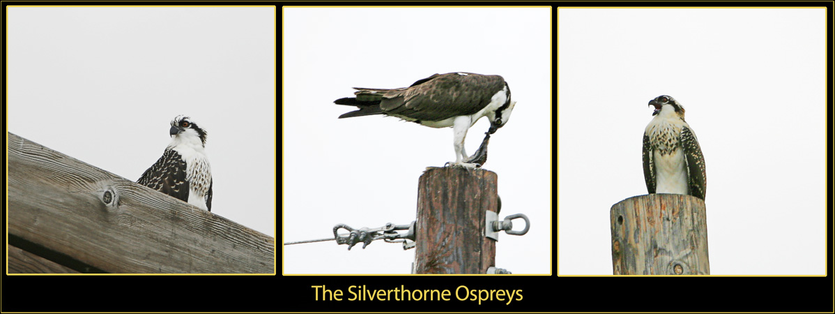 The Osprey Family