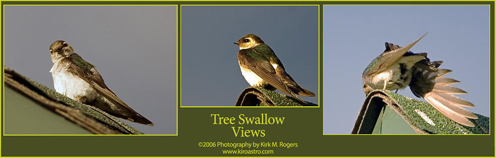 Tree Swallow Images