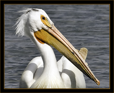 American White Pelican - Cherry Creek State Park