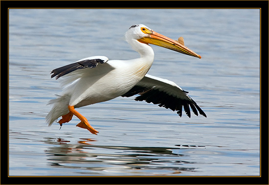 Incoming American White Pelican