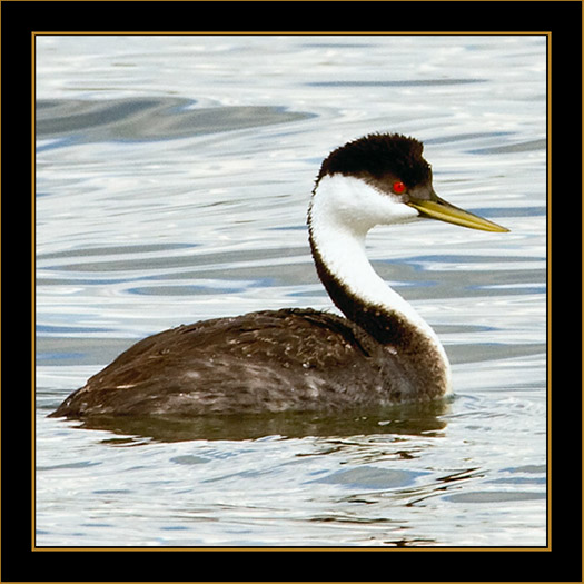 Western Grebe