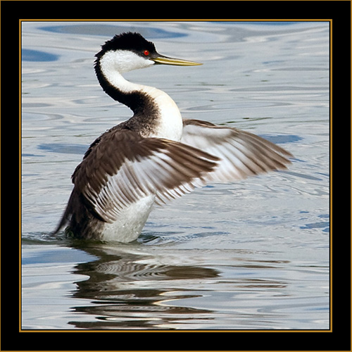 Western Grebe - Cherry Creek State Park