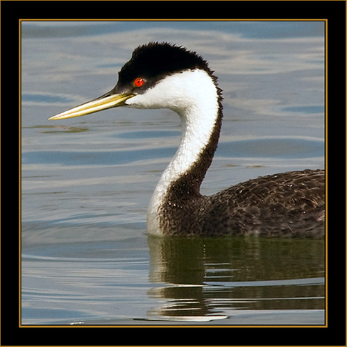 Western Grebe - Cherry Creek State Park