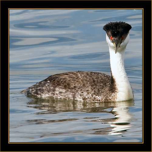 Western Grebe - Cherry Creek State Park