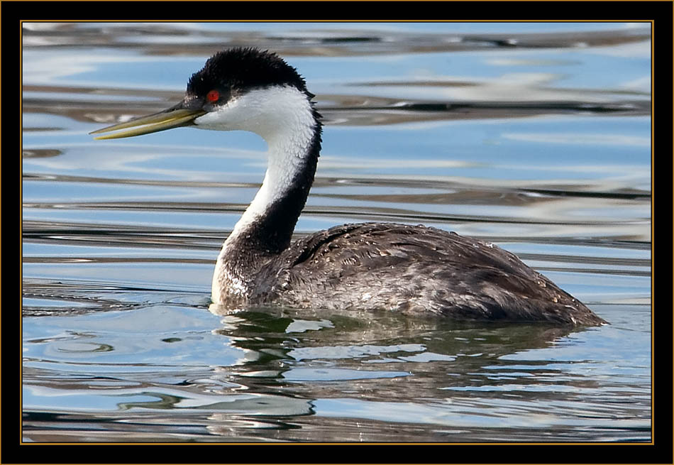 Western Grebe - Cherry Creek State Park