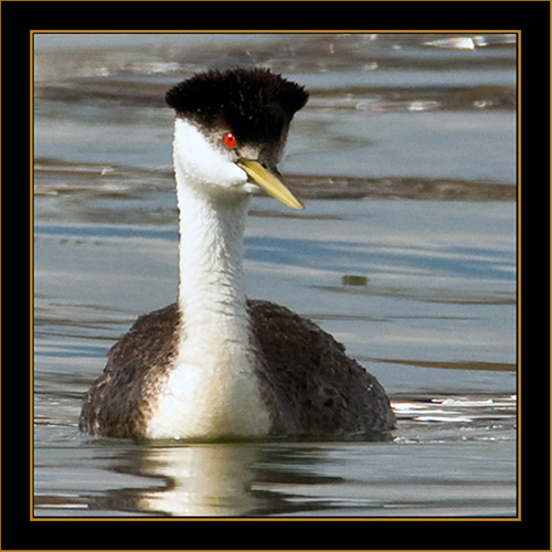 Western Grebe - Cherry Creek State Park