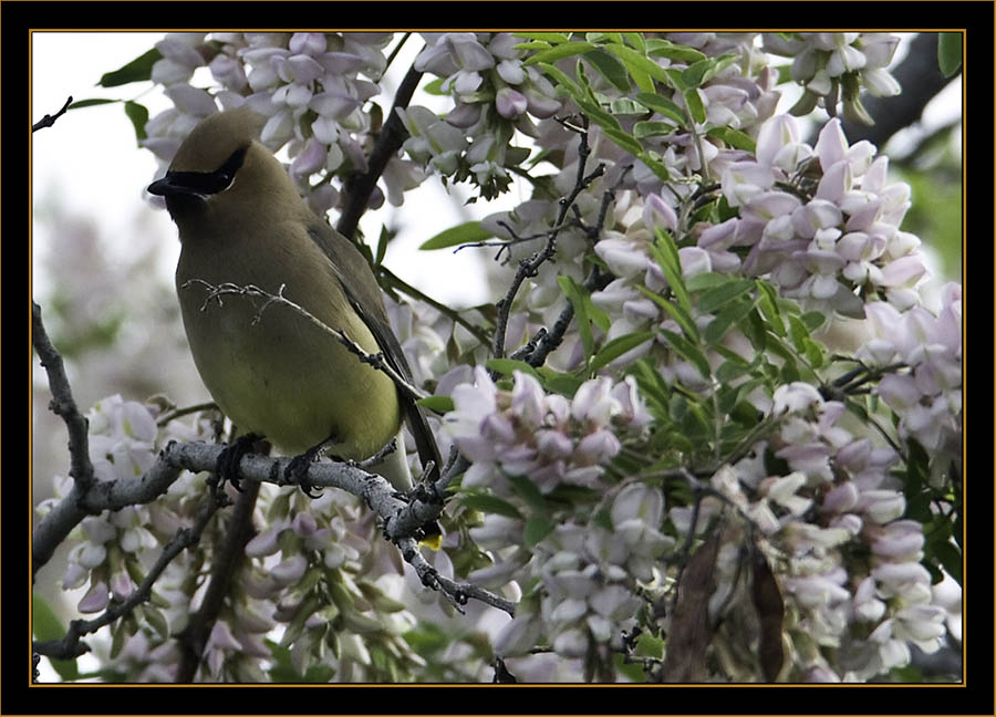 Cedar Waxwing & Blooms - Rocky Mountain Arsenal National Wildlife Refuge