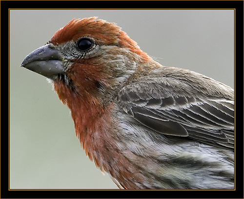 House Finch - Rocky Mountain Arsenal National Wildlife Refuge