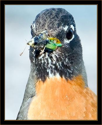 American Robin - Rocky Mountain Arsenal National Wildlife Refuge