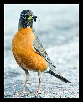 American Robin - Rocky Mountain Arsenal National Wildlife Refuge