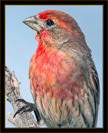 House Finch - Rocky Mountain Arsenal National Wildlife Refuge