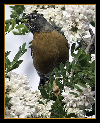 American Robin - Rocky Mountain Arsenal National Wildlife Refuge