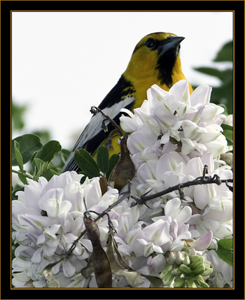 Bullock's Oriole - Rocky Mountain Arsenal National Wildlife Refuge