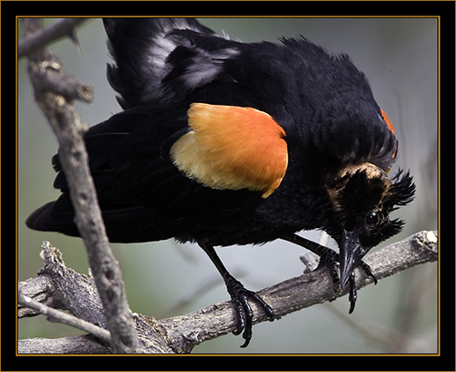 Red-winged Blackbird in Transition - Rocky Mountain Arsenal National Wildlife Refuge