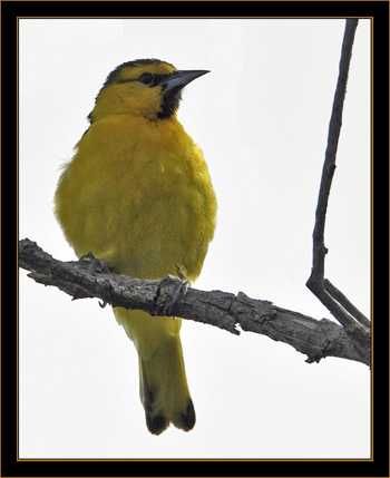 Bullock's Oriole - Rocky Mountain Arsenal National Wildlife Refuge