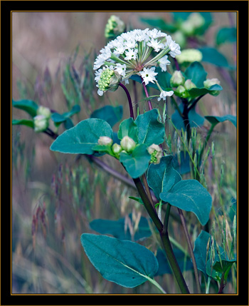 Arsenal Color - Rocky Mountain Arsenal National Wildlife Refuge