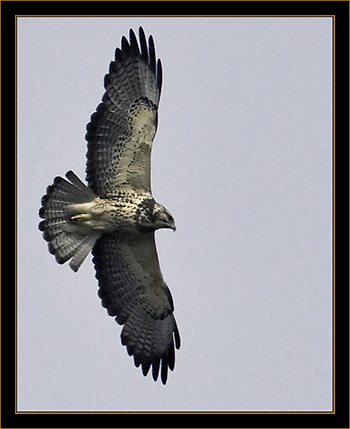 Red-tailed Hawk - Rocky Mountain Arsenal National Wildlife Refuge