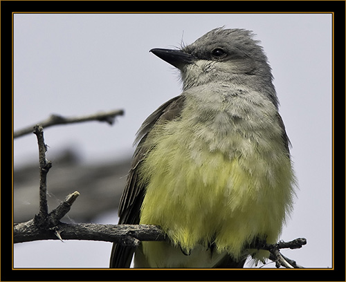 Western Kingbird - Rocky Mountain Arsenal National Wildlife Refuge