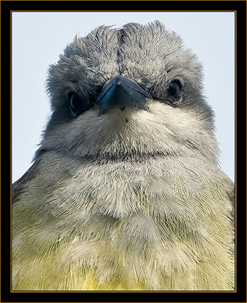 Western Kingbird - Rocky Mountain Arsenal National Wildlife Refuge