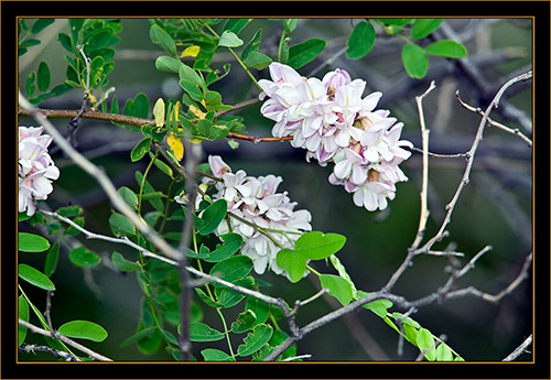 Local Color - Rocky Mountain Arsenal National Wildlife Refuge