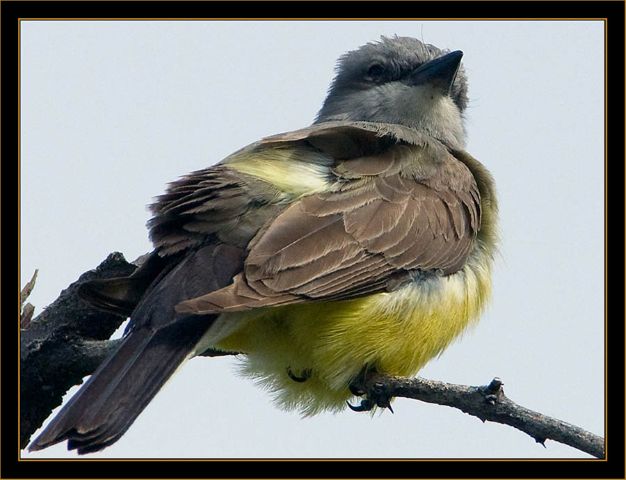 Western Kingbird - Rocky Mountain Arsenal National Wildlife Refuge