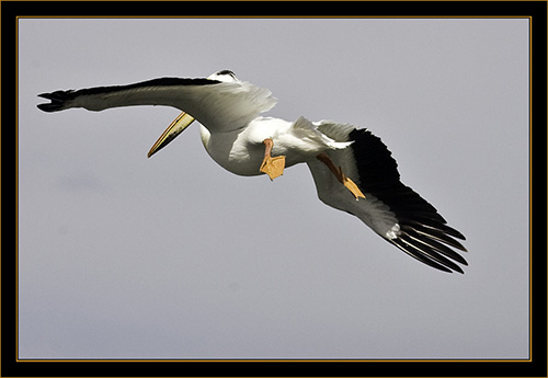 American White Pelican - Cherry Creek State Park