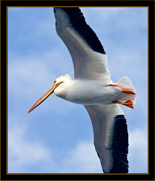 American White Pelican - Cherry Creek State Park