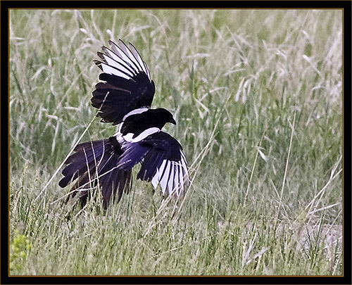 Black-billed Magpie- Cherry Creek State Park