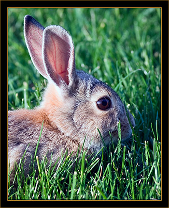 Rabbit - Cherry Creek State Park